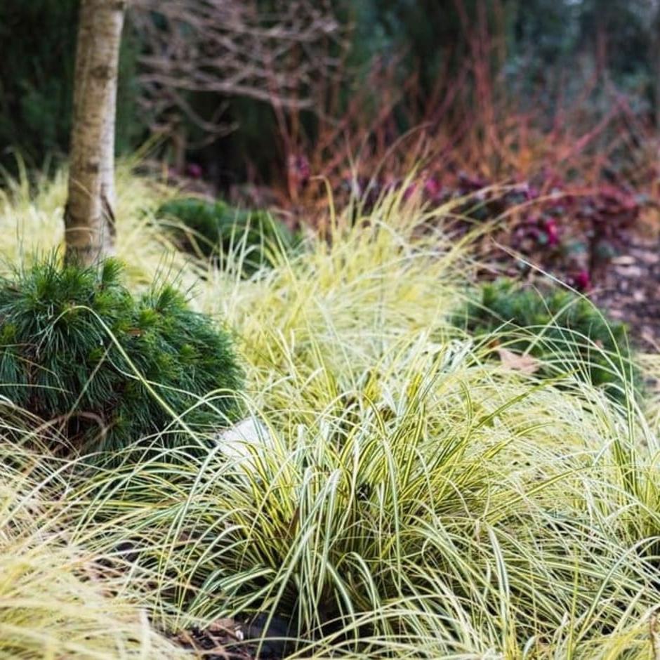 Plants with variegated foliage