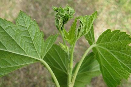 Blackcurrant gall midge damage