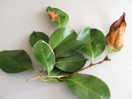 Camellia leaf blight