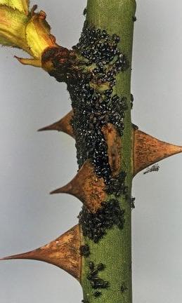 Rose root aphid (<em>Maculolachnus submacula</em>) on Rose (<em>Rosa</em> sp.)