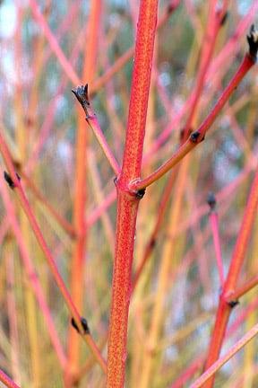 Winter stems of Cornus