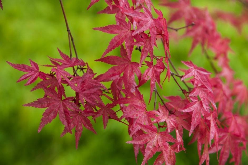 Acer palmatum Deshojo