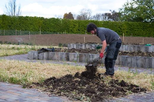 Digging in green manure