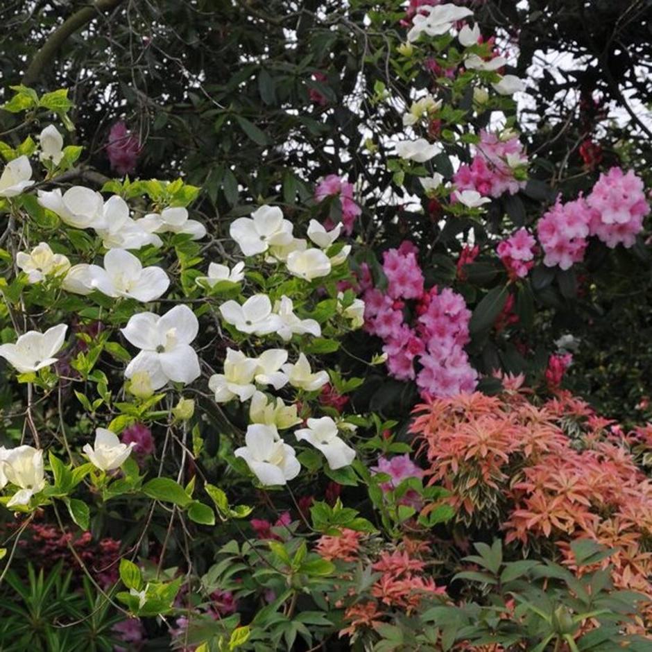 <i>Pieris</i>, <i>Rhododendron</i> and <i>Cornus kousa</i> thrive in acid soils