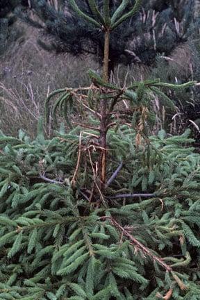 Roe deer damage on spruce