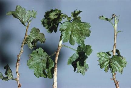 Gooseberry leaf spot