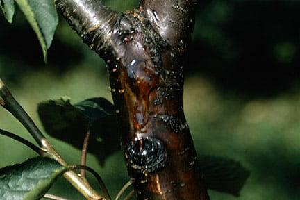 Bacterial canker