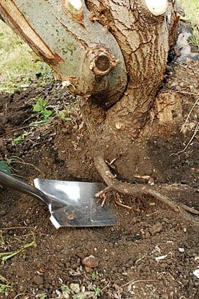 Digging out a stump. Credit: RHS/John Trenholm.