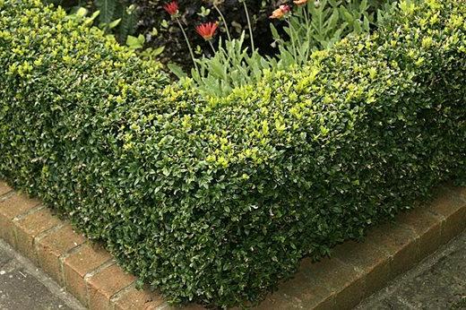 Buxus sempervirens