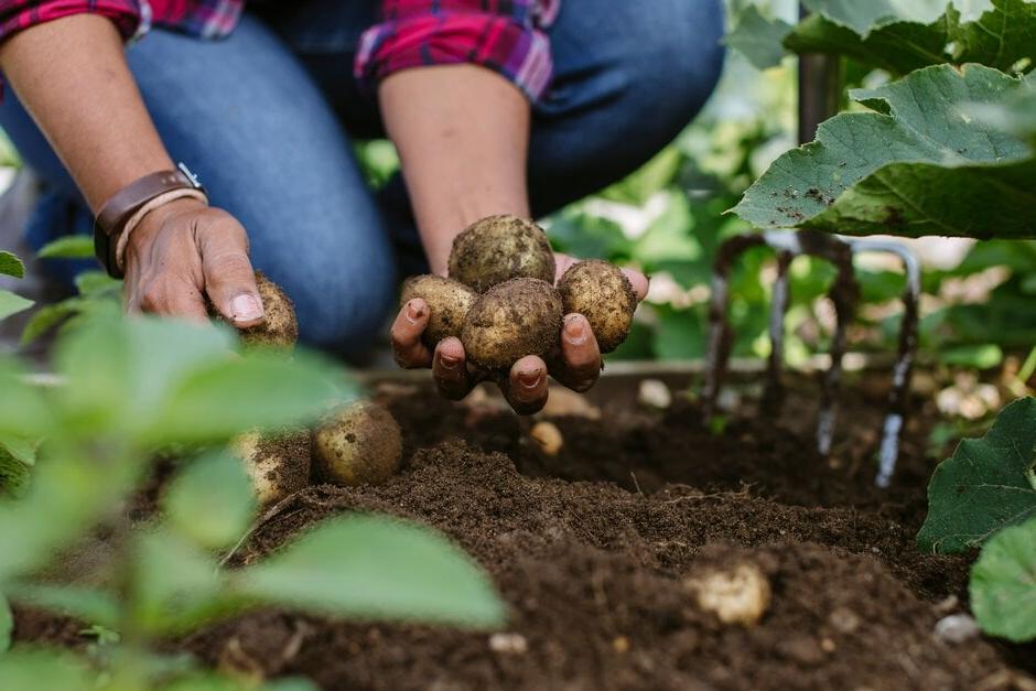 Harvesting potatoes