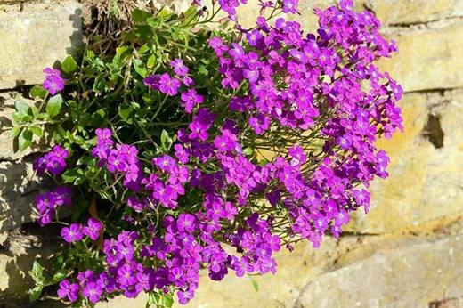 Aubrieta 'Doctor Mules'