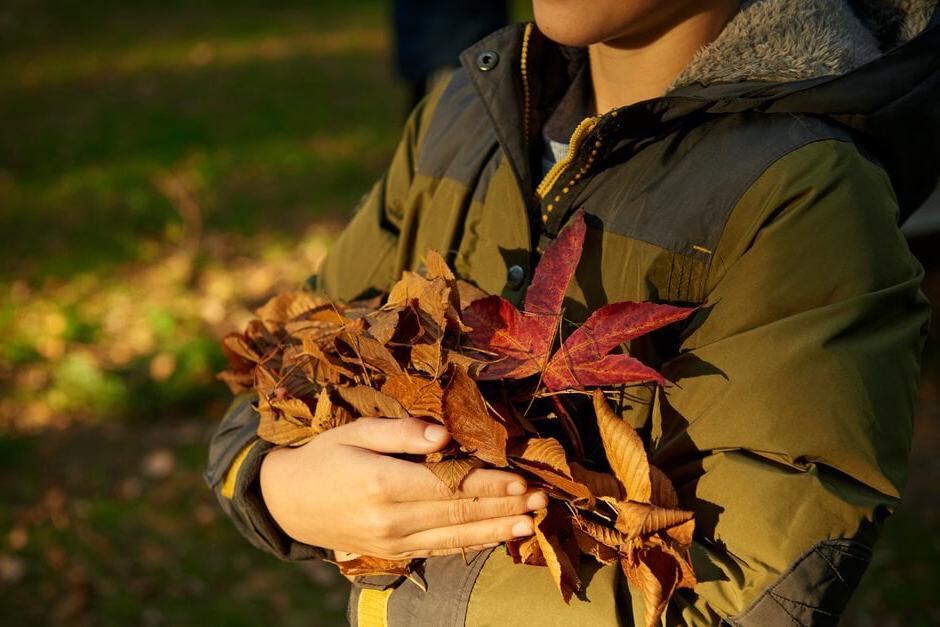 Collection of leaves