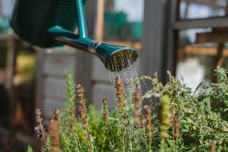 Watering an allotment