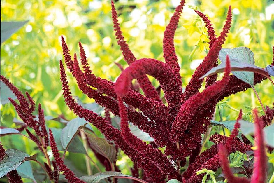 How to save amaranthus seed