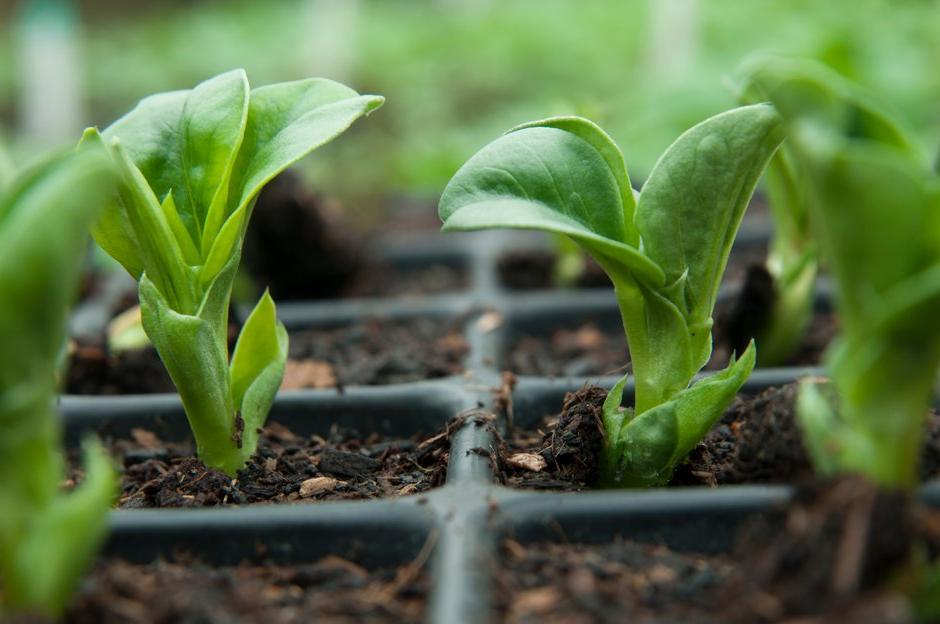 Broad bean seedlings put on rapid growth