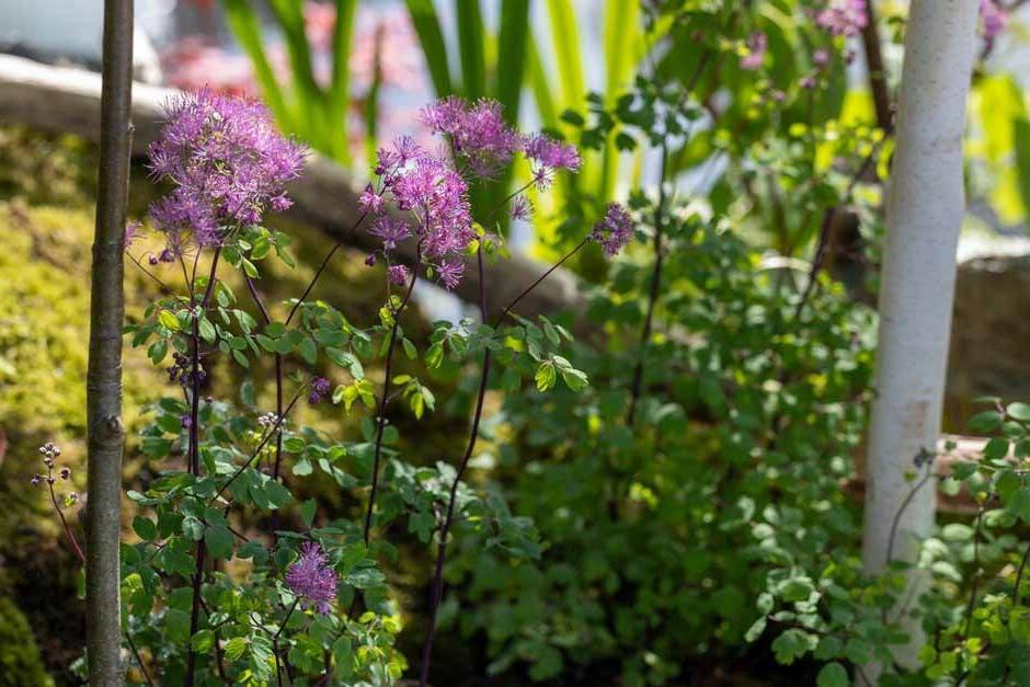 Thalictrum on the Green Islands Garden