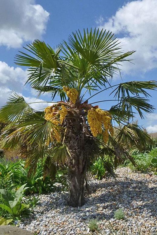 Trachycarpus fortunei