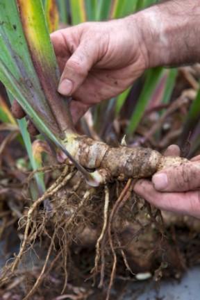 Dividing bearded iris. Credit: RHS/Sarah Cuttle