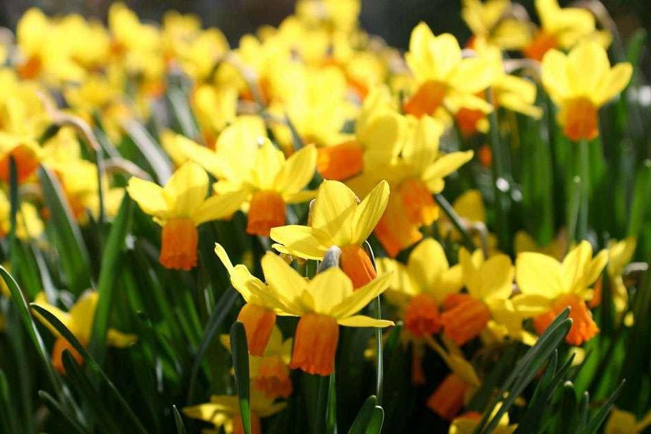 Daffodils