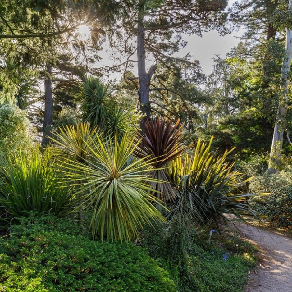 Evergreen plants can give your garden a tropical feel