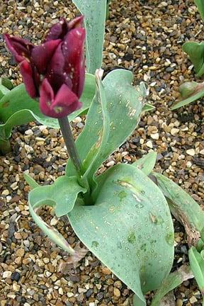 Tulip fire. Image: RHS, Horticultural Science