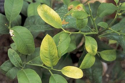 Citrus with yellowing leaves