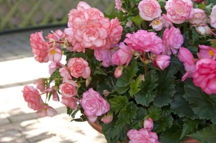 Begonia On Top Pink Halo