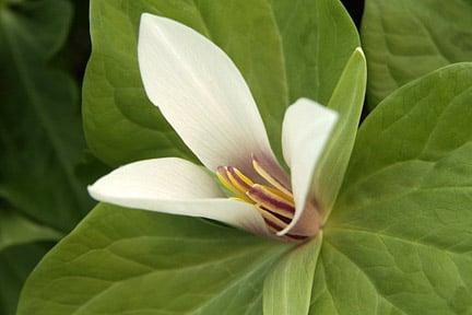 Trillium. Image: Tim Sandall