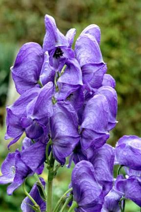 Aconitum carmichaelii Arendsii Group. Credit: RHS/Graham Titchmarsh.