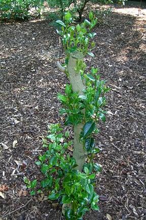 Regrowth on a shrub that has had hard, renovation pruning.