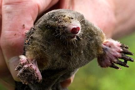 Mole. Image: ©www.gardenworldimages.com