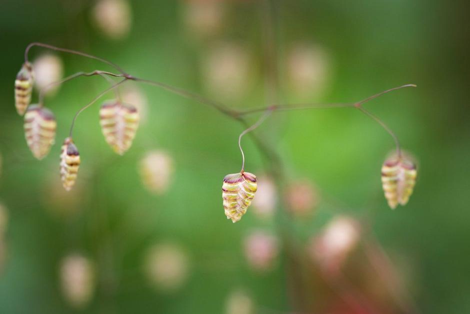 Key plants in the garden