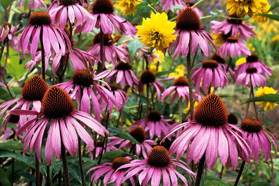 Coneflower