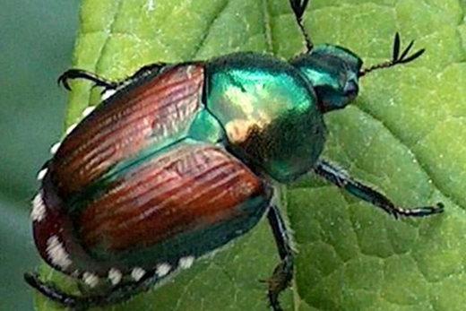 Japanese beetle