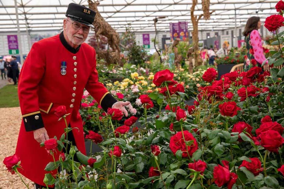 Rose 'Chelsea Pensioner' inside the Great Pavilion. RHS Chelsea Flower Show 2024