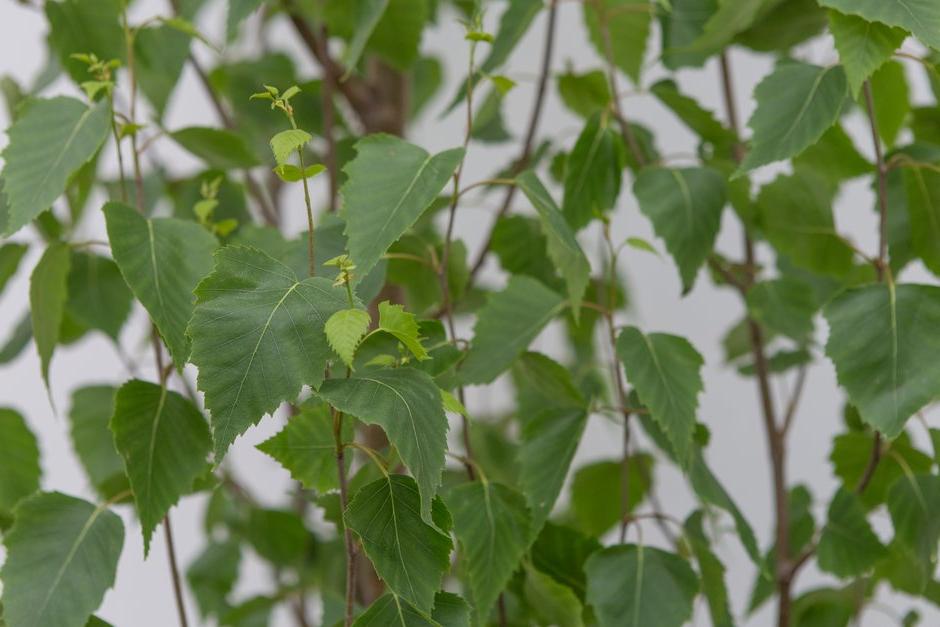 Key plants of the garden