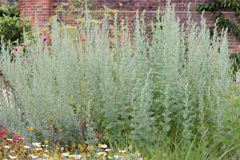 Key plants in the garden