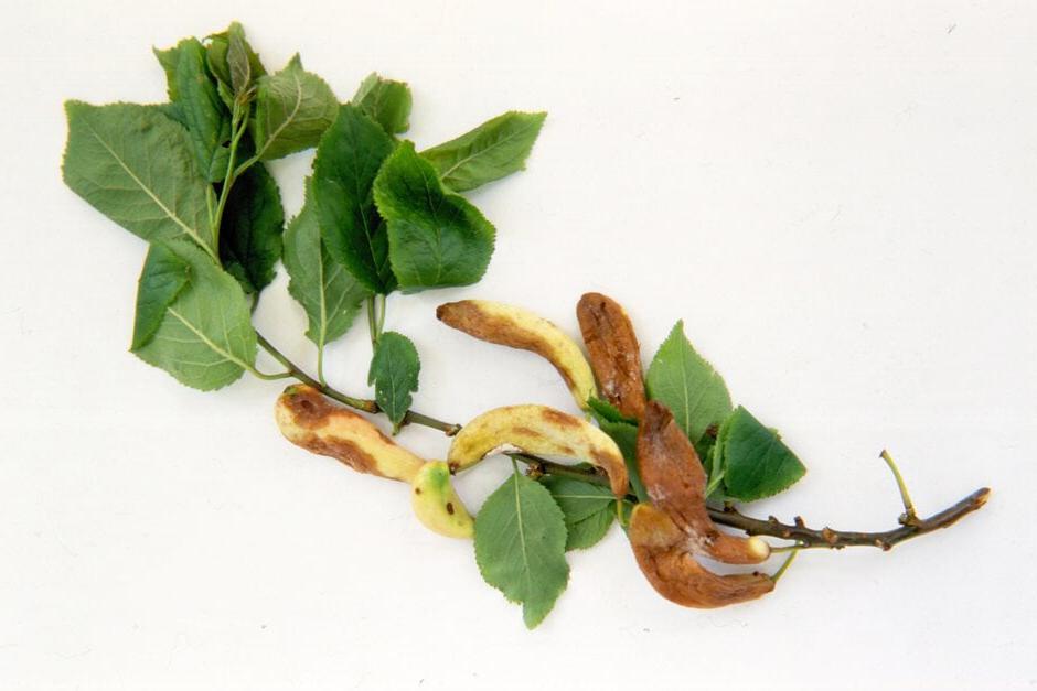 Pocket plum on Prunus domestica