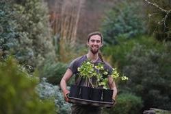 Carrying hellebores in the garden