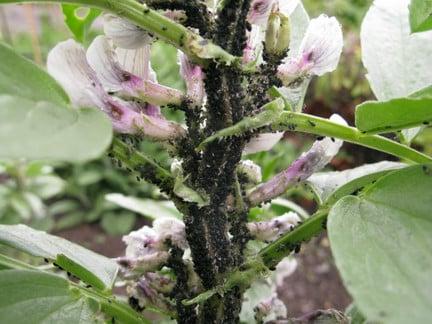 Blackfly on broad bean