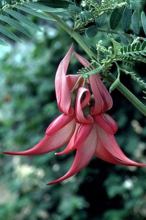 Clianthus puniceus