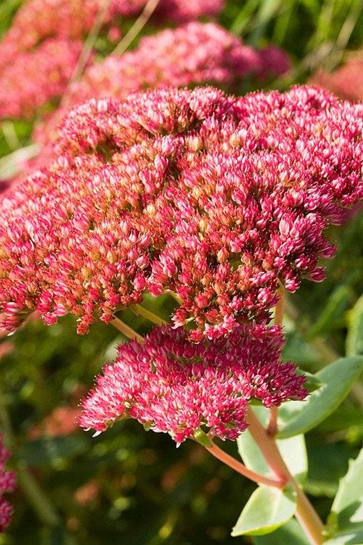 Sedum 'Herbstfreude'