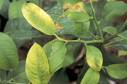 Yellow leaves on citrus caused by low temperatures. Credit:RHS/The Garden.