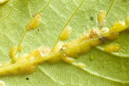 Scale insects on bay. Image: RHS, Horticultural Science