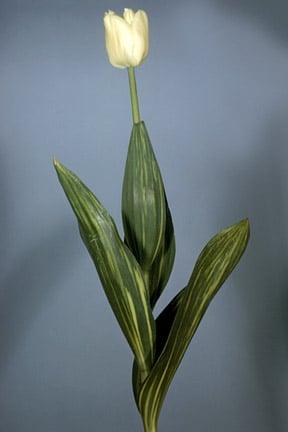 Tulip infected with a virus. Image: RHS, Horticultural Science