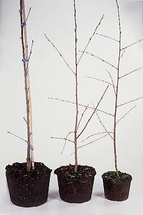 Trees in containers, ready for planting.