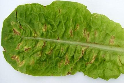 Downy mildew on lettuce