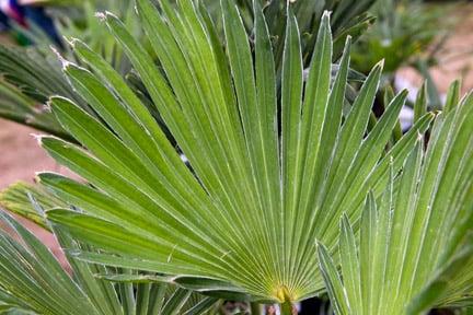 Chamaerops humilis (dwarf fan palm) 