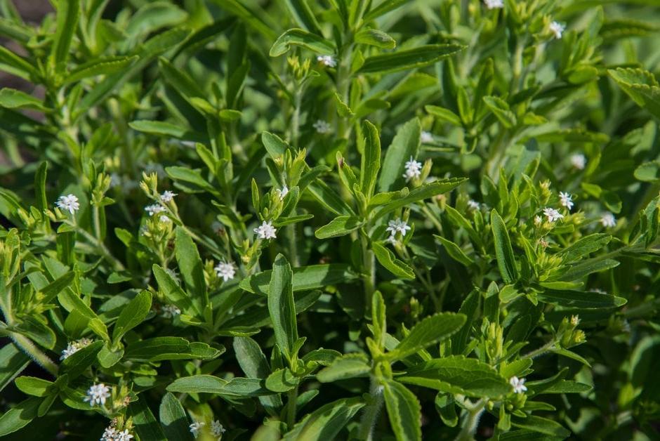 Stevia rebaudiana (candyleaf) plant