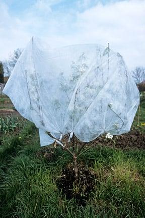 A layer of fleece protecting the blooms from frost in spring.